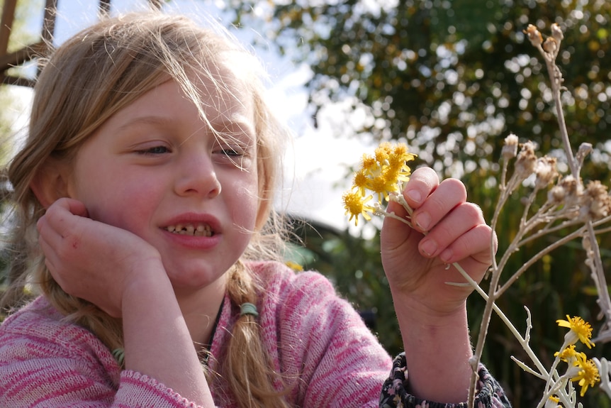 Young girl in a pink sweater looking closely at a yellow eternal daisy while in a garden.