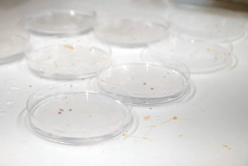 Tiny juvenile crown-of-thorns starfish, small dots in round, clear petrie dishes sitting on a white surface.