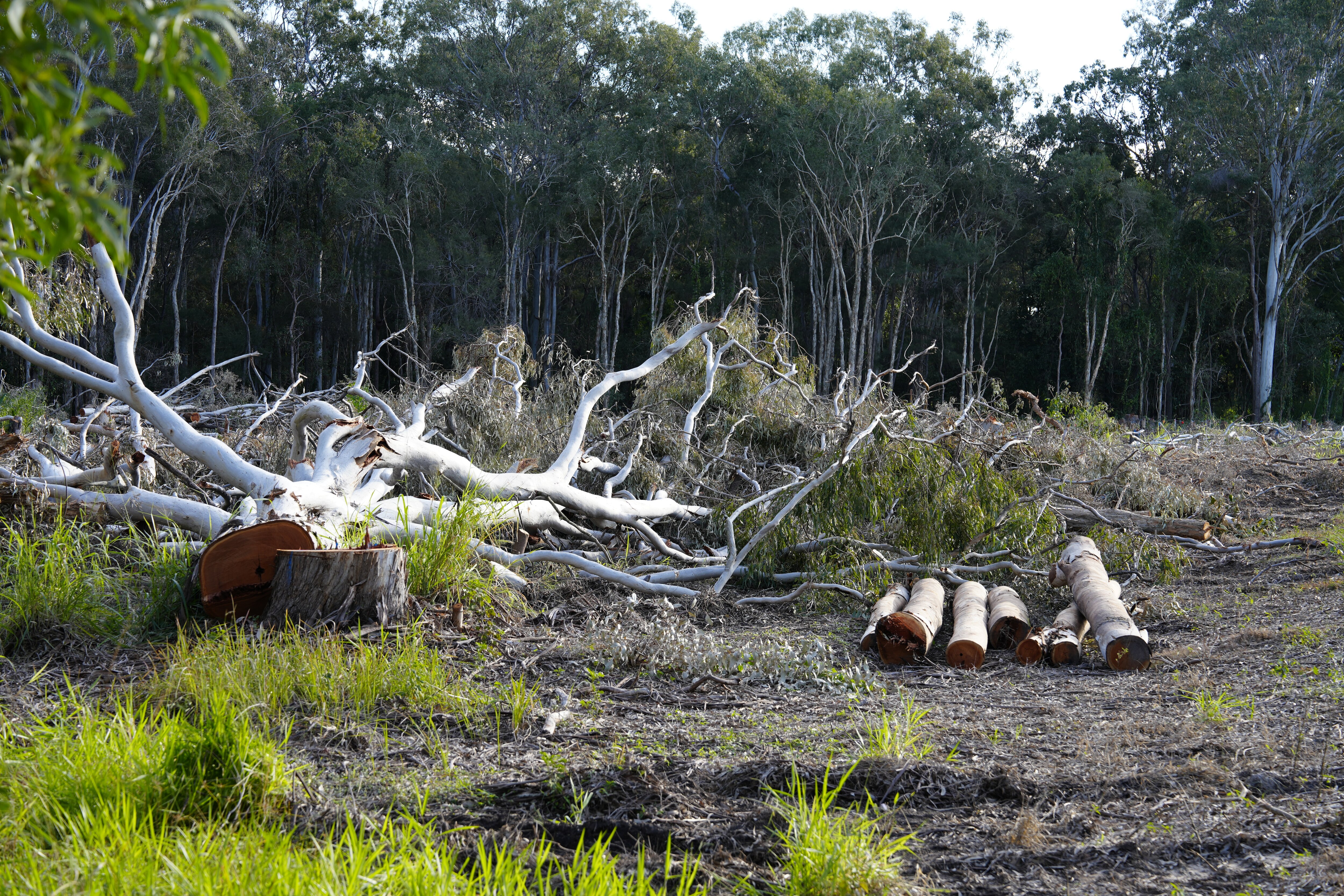A felled gum tree lying in a cleared patch of land.
