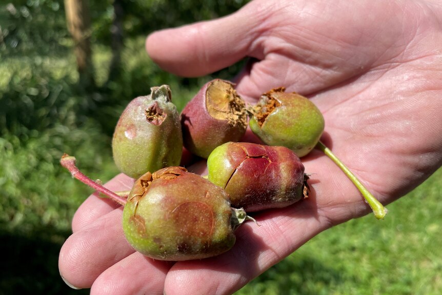 Hailed-damaged juvenile apples being held in a hand.