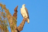 Sea-eagle at Winton Wetlands