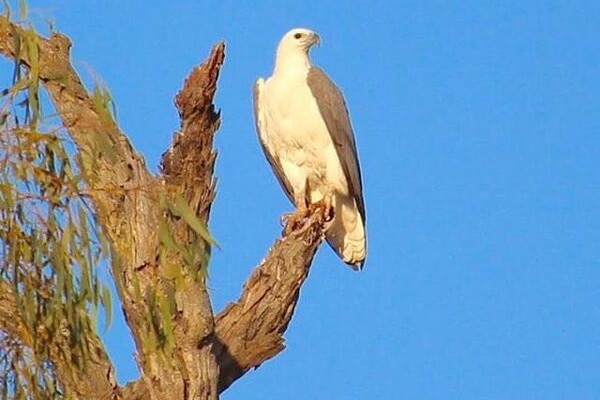 Sea-eagle at Winton Wetlands