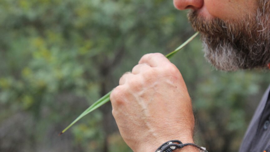 A close up photo of man using a grass as a whistle in a story about snake-proofing your home and snake repellents.