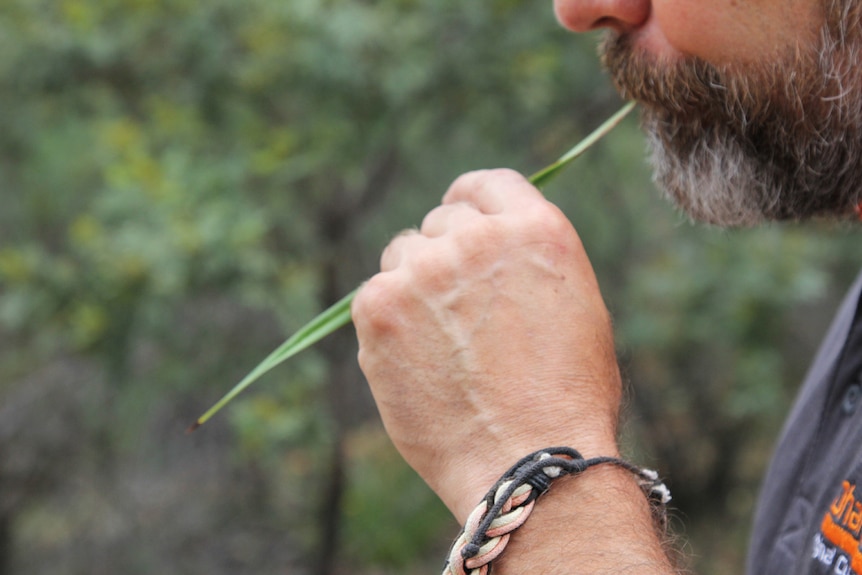 close up photo of man using a grass as a whistle.