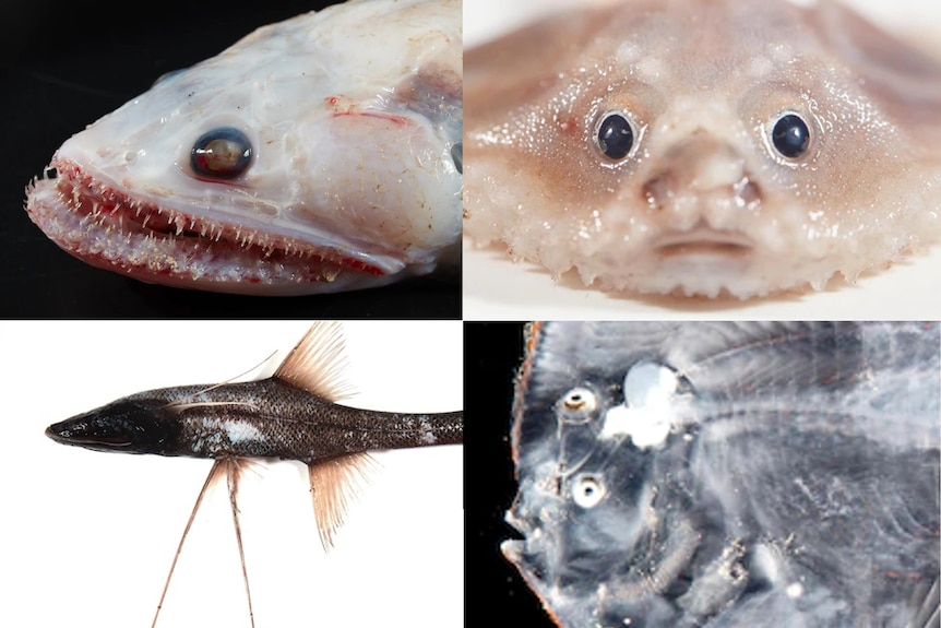 Composite of weird looking fish.