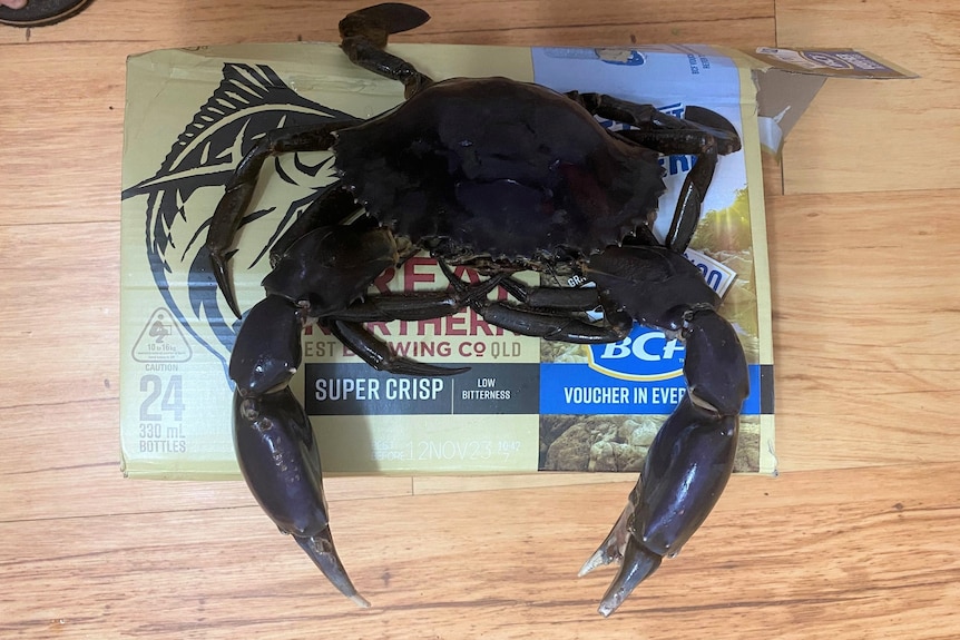 Brown mud crab sits on carton of beer. 