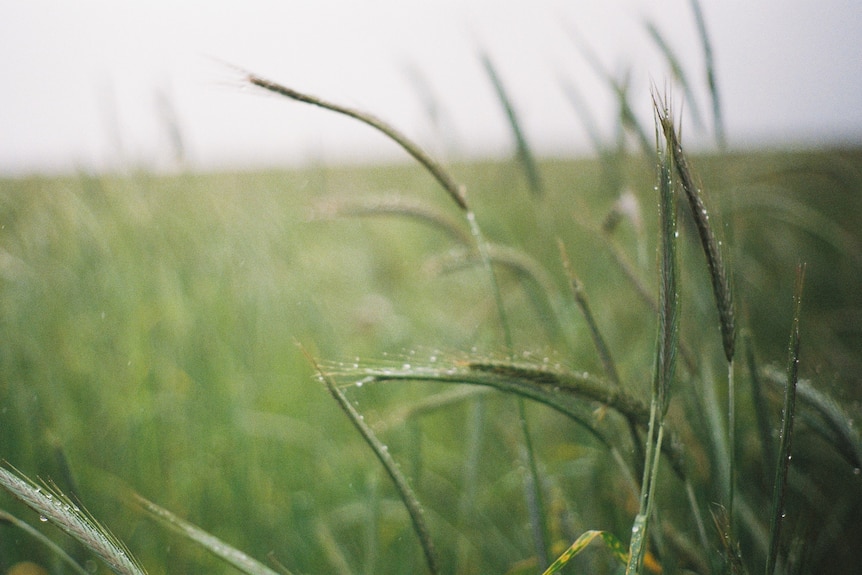 Green fluffy rye cereal crop fronds close up on Mr Blacksell's farm in Pinnaroo.