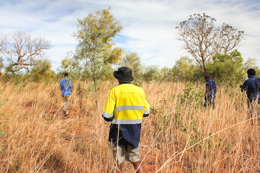 People searching for spectacled hare-wallabies in dry brown grass.