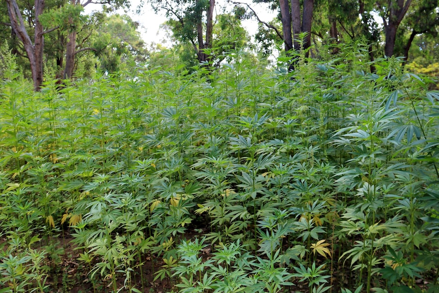 Hemp field in Nannup