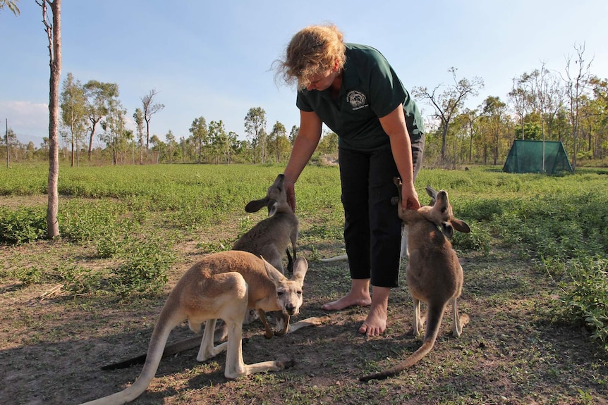 woman bends down to hand feed three juvenile red kangaroos