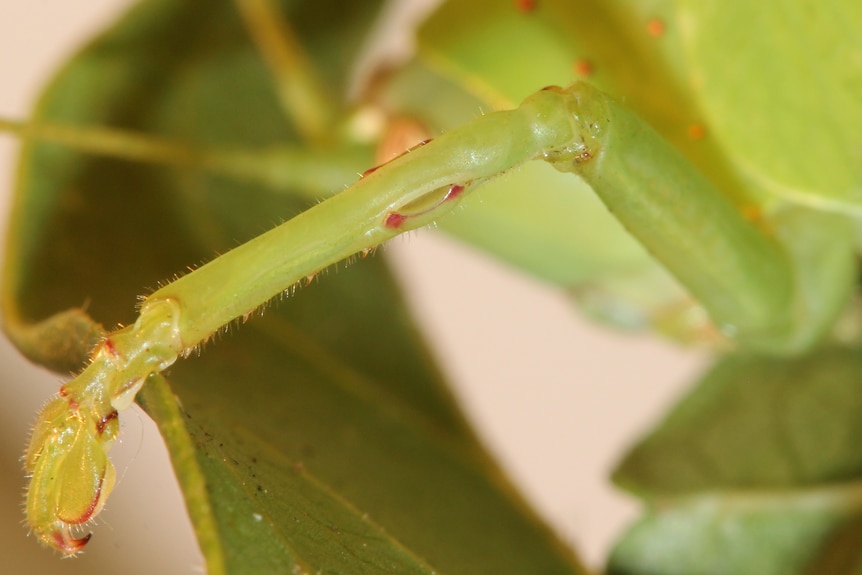 A green insect leg showing rounded patches, which are the insect's ears
