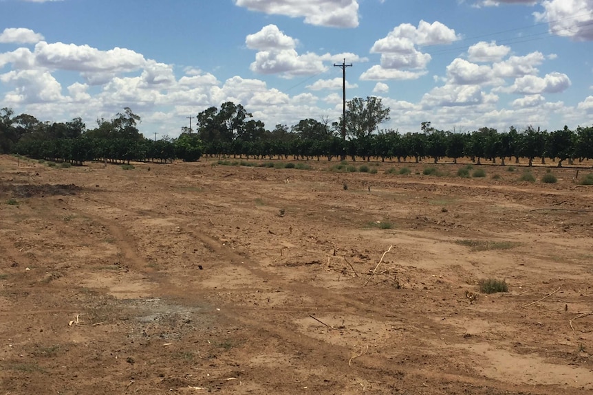 Cleared patch of citrus trees.