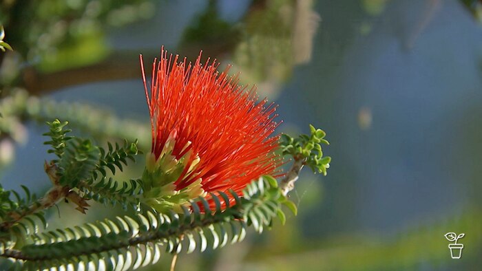 Plant Profile | Kalbarri beautifortia - Gardening Australia
