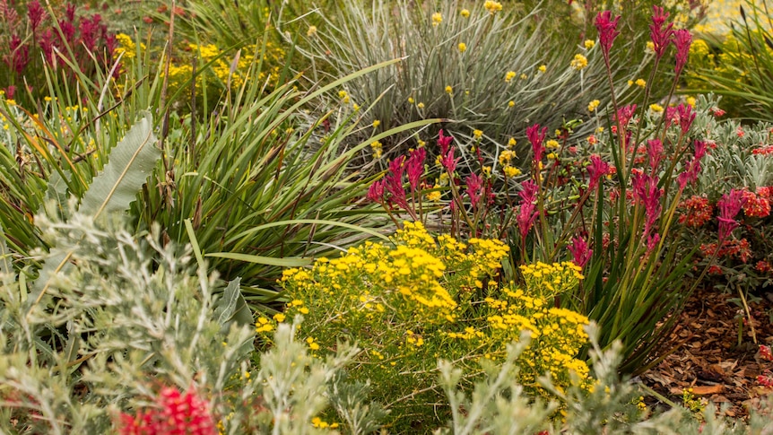 Western Australian wildflowers in the botanic gardens.