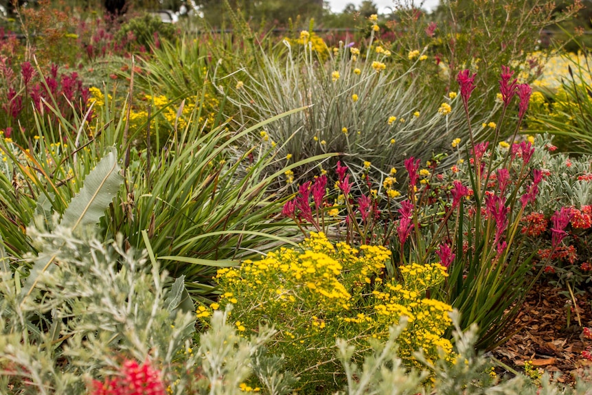 Western Australian wildflowers in the botanic gardens.