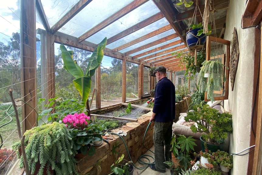 A man watering a conservatory garden with a hose. 