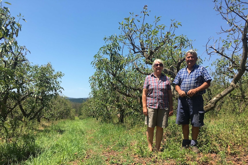 Imbil farmers Cecily and Rob Price lost 100 per cent of their avocado and passionfruit crop