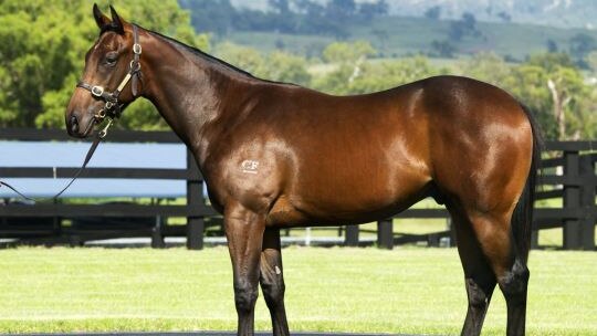 A yearling colt by Fastnet Rock out of River Dove sold at the Easter Yearling Sales in Sydney for $4 million.