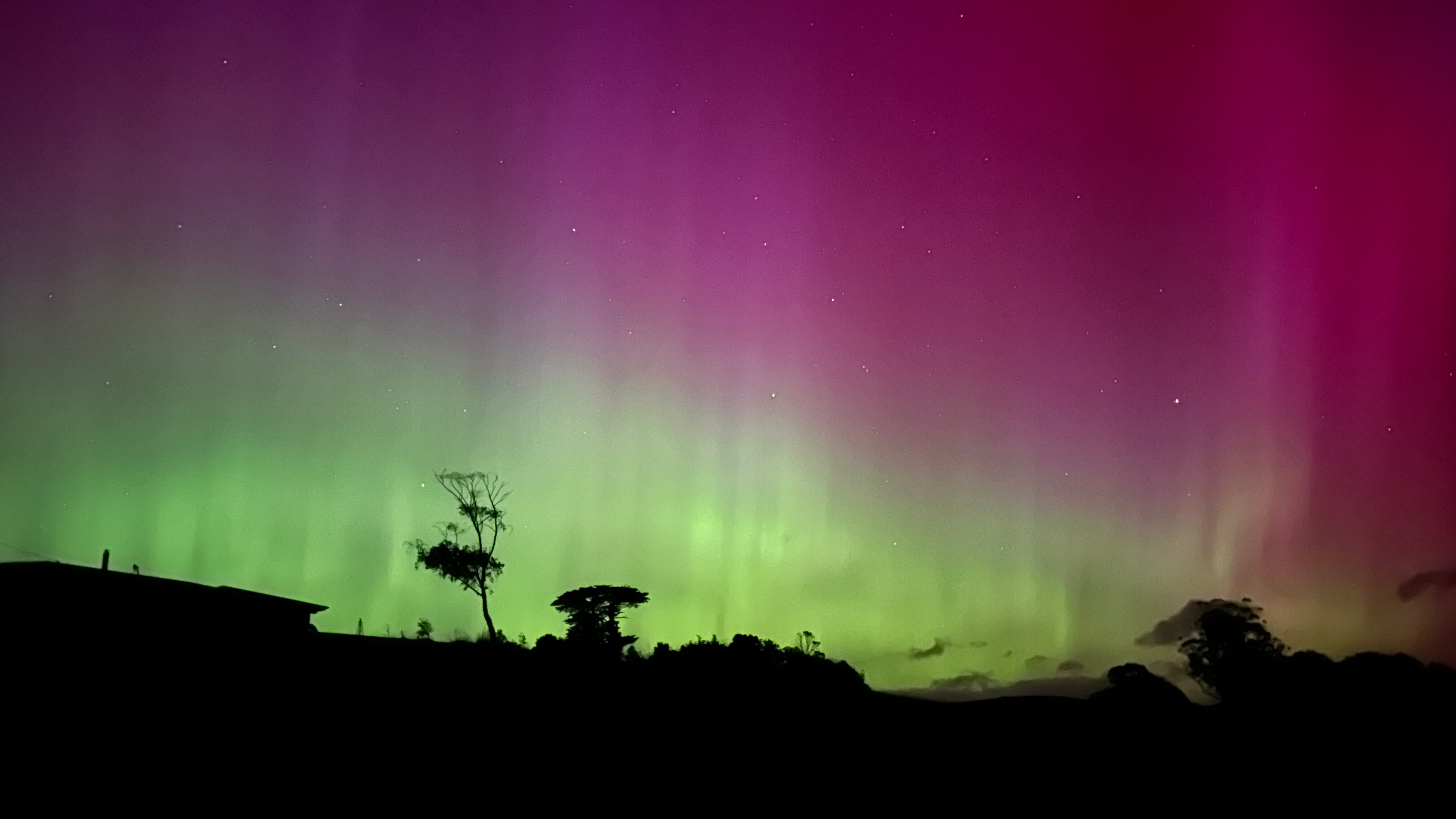 Southern lights above trees.