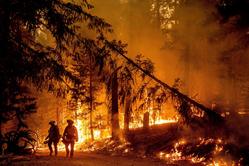 Firefighters lighting a backfire to stop the Dixie Fire from spreading. 