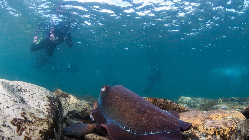 A large purple cuttlefish sits in the foreground under water amongst rocks, a snorkeler looks down upon it.