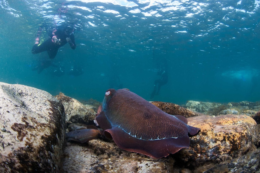 A large purple cuttlefish sits in the foreground under water amongst rocks, a snorkeler looks down upon it.
