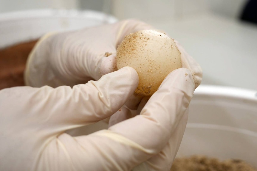 A gloved hand holds a newly hatched turtle egg in a laboratory