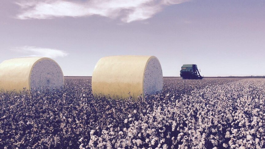 The cotton industry is thriving in the Southern Rivers region.