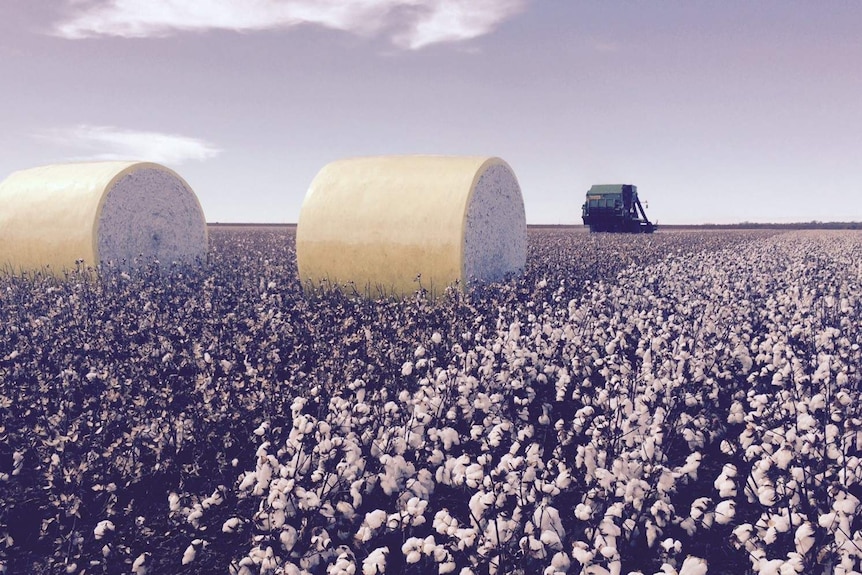 The cotton industry is thriving in the Southern Rivers region.