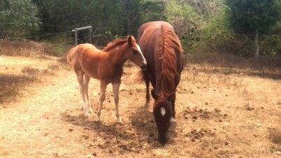 Foaling unaffected by vaccinations