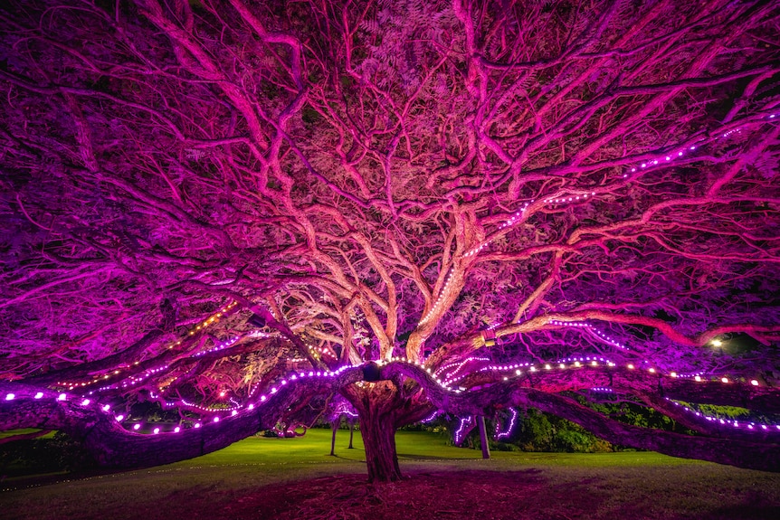 Esem Projects tree installation by artist Michael Killalea lit up at night.