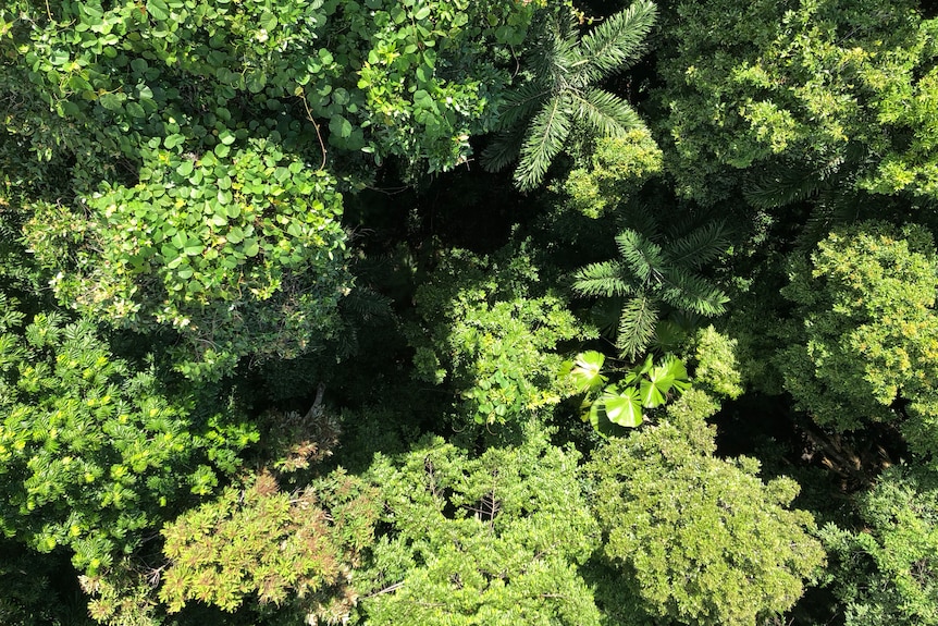 Australian rainforest canopy from above