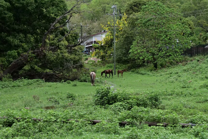 A trio of horses grazing in a green field.
