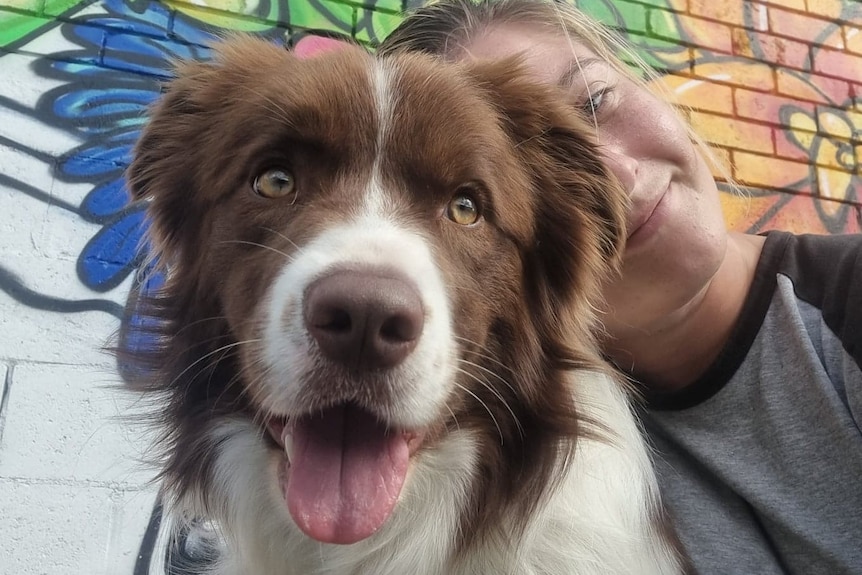 A brown and white border collie is close to the camera and cuddled by his owner