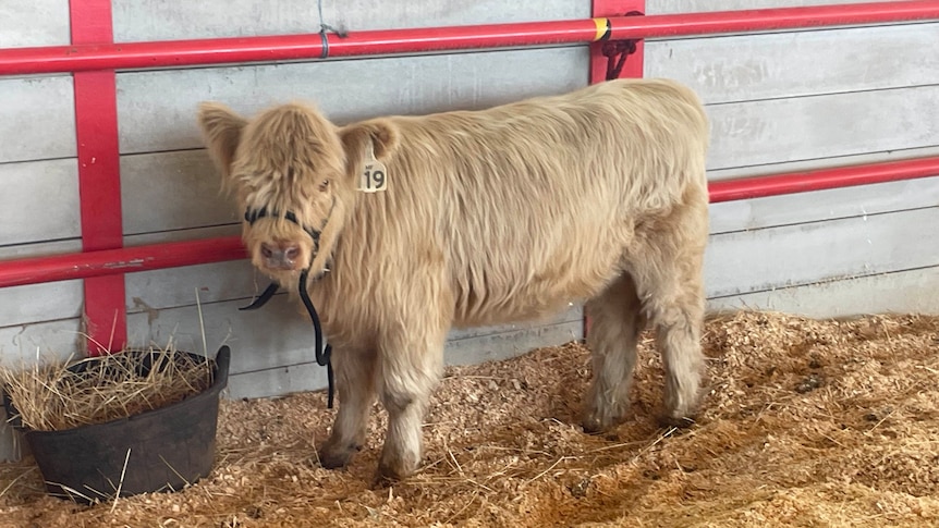 A short breed of cattle with a fluffy coat