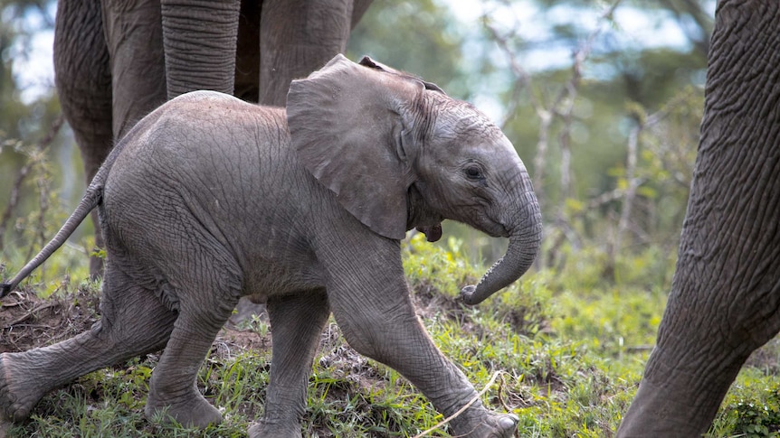 Bob Poole in Africa