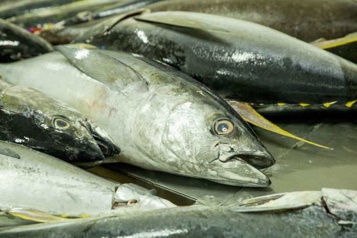 Tuna that have been caught in preparation for selling