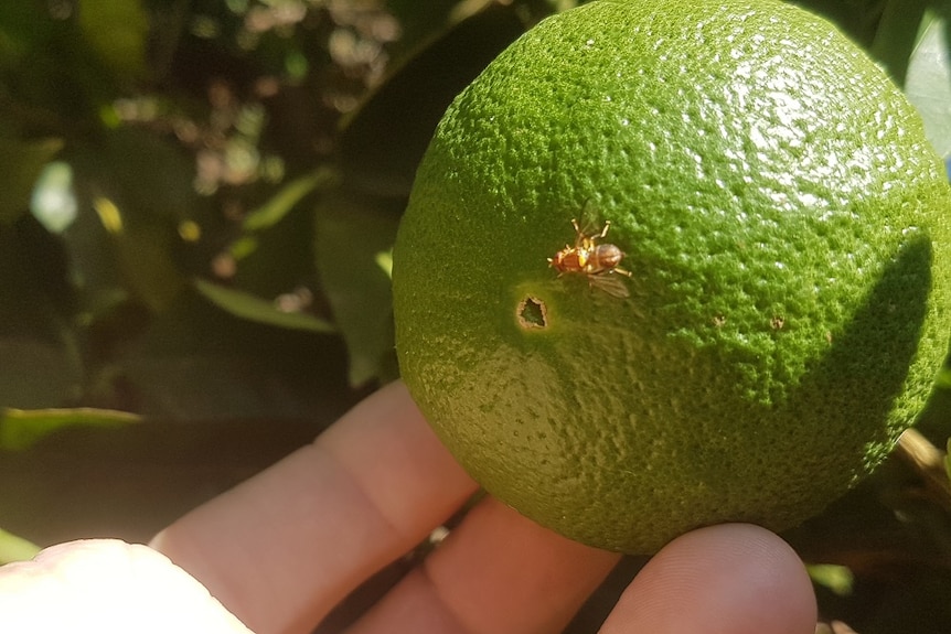 A sterile fruit fly on citrus