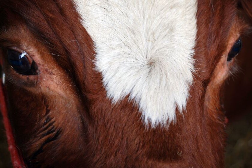A close up of  a cow's head and eyes.