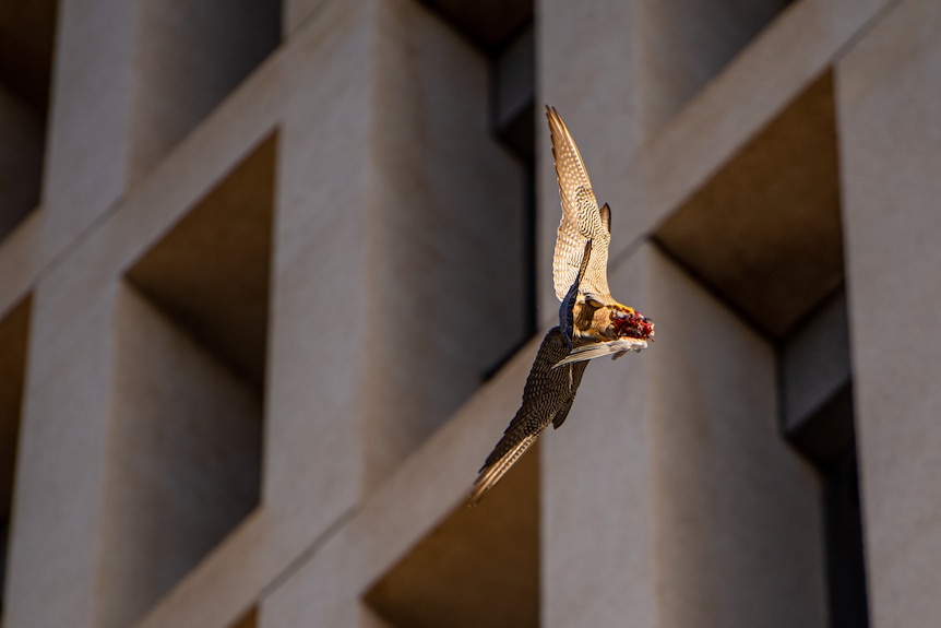 A bird flying towards a building with a piece of bloody pigeon flesh between its feet