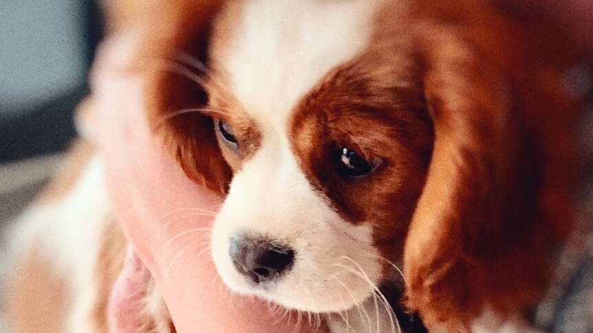 An extremely adorable brown and white Cavalier King Charles spaniel in a person's arms.