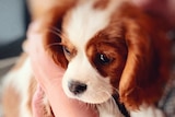 An extremely adorable brown and white Cavalier King Charles spaniel in a person's arms.
