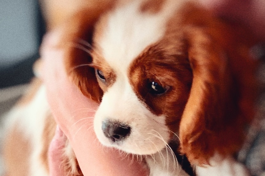 An extremely adorable brown and white Cavalier King Charles spaniel in a person's arms.