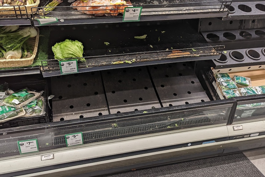 An empty supermarket shelf in the vegetable isle with a single head of lettuce sitting to one side.