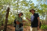 Ian Redmond and his partner Gayle stand near a cycad at Lee Point. 
