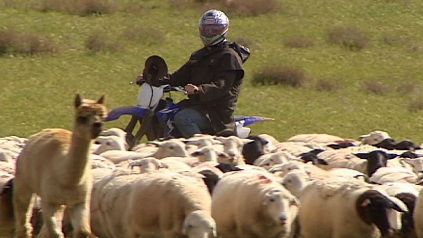 Kulin farmer Keith Wilson rounds up sheep