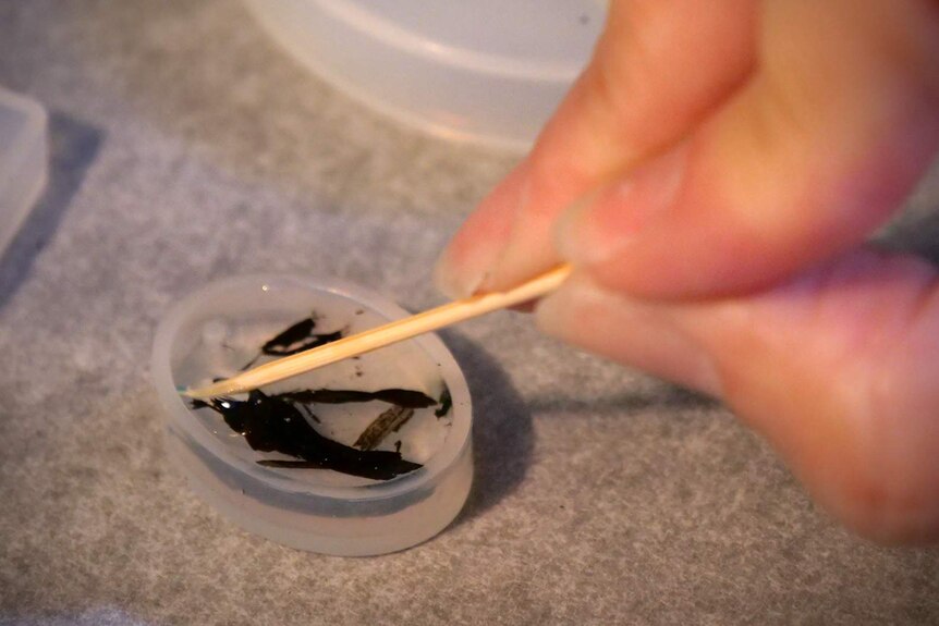 A resin mould with clear resin being poured in over pieces of black ash from sugarcane