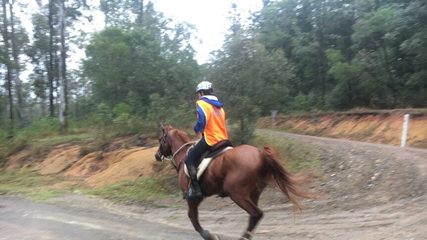 A horse and rider canter past the camera on a bush track.