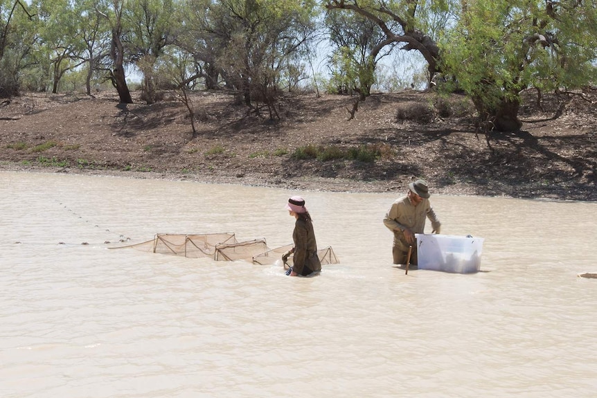 Two people in a river with nets trying to catch turtles