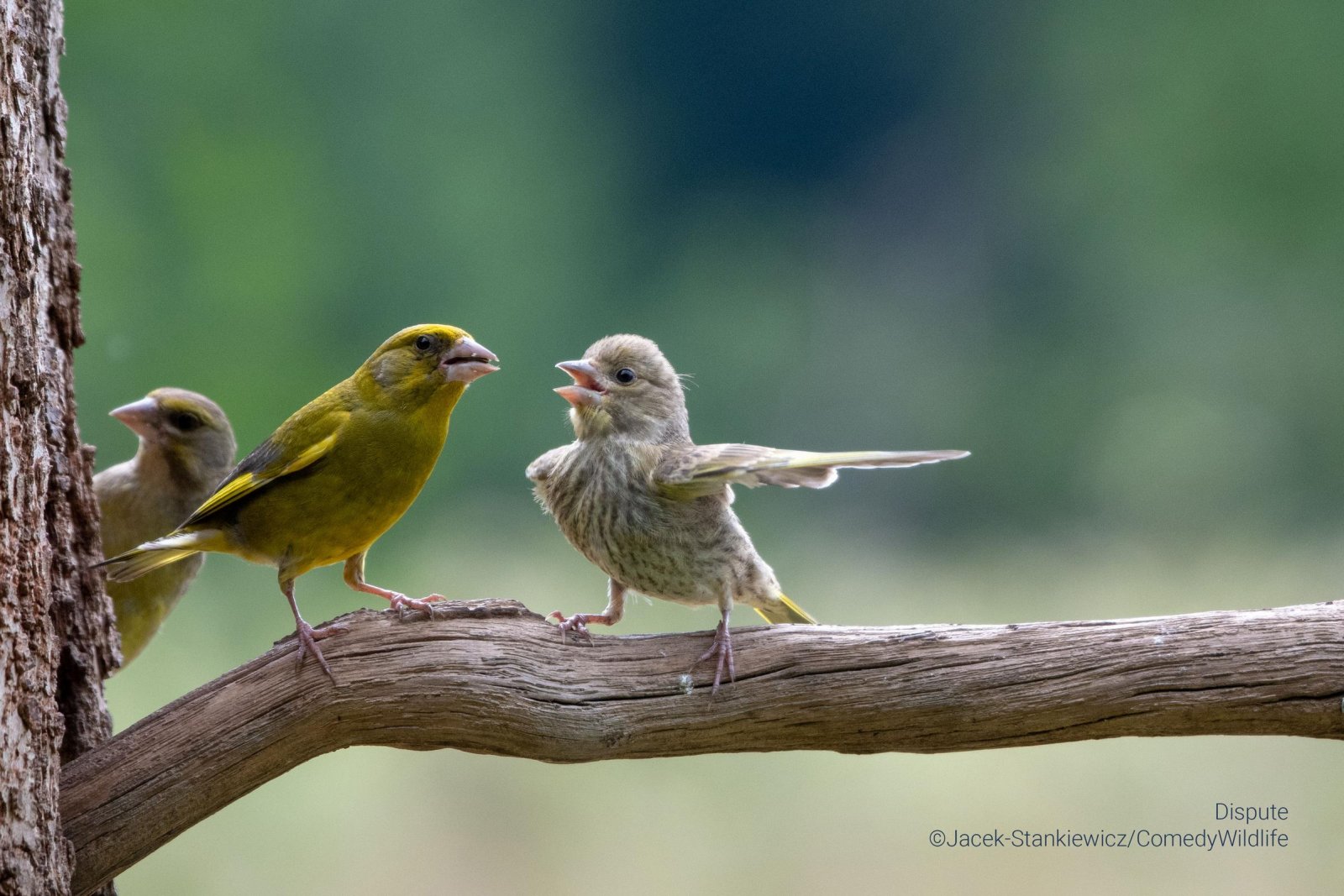 Three birds on a tree branch with one of the birds pointing their wing